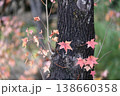 カラフルに紅葉する美しい葉（アメリカフウ、 モミジバフウ） 138660358