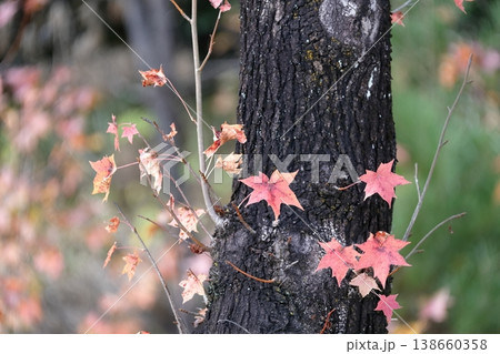カラフルに紅葉する美しい葉（アメリカフウ、 モミジバフウ） 138660358