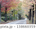 色鮮やかな紅葉が続く並木道（アメリカフウ、 モミジバフウ　愛知県 長久手市）  138660359
