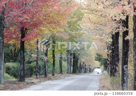 色鮮やかな紅葉が続く並木道(アメリカフウ、 モミジバフウ 愛知県 長久手市) 色鮮やかな紅葉が続く並木道(アメリカフウ、 モミジバフウ 愛知県 長久手市) 138660359