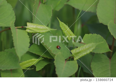 葉の上にとまるテントウムシの幼虫 138660714
