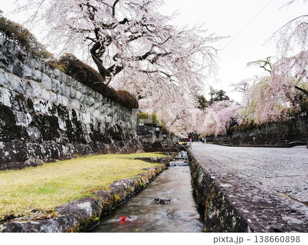 静岡県 大石寺 参道の満開の枝垂れ桜 3月 静岡県 大石寺 参道の満開の枝垂れ桜 3月 138660898