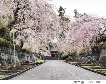 静岡県 参道の枝垂れ桜と二天門 3月 静岡県 参道の枝垂れ桜と二天門 3月 138660899