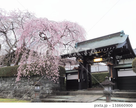 静岡県 大石寺の宿坊と桜 3月 静岡県 大石寺の宿坊と桜 3月 138660900