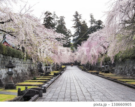 静岡県 大石寺 満開の枝垂れ桜の参道 3月 静岡県 大石寺 満開の枝垂れ桜の参道 3月 138660905