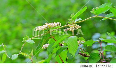 春の花　ズミ　新緑の季節　自然公園　 138661181