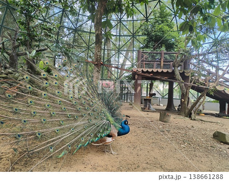 Colorful peacock displaying its feathers in a serene environment surrounded by trees and a modern structure in a wildlife sanctuary setting 138661288