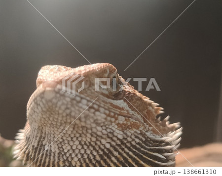 Detailed close-up portrait of a bearded dragon showcasing intricate scales and vibrant colors in a natural habitat setting Detailed close-up portrait of a bearded dragon showcasing intricate scales and vibrant colors in a natural habitat setting 138661310