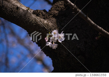 満開のソメイヨシノ【春イメージ】 138661350