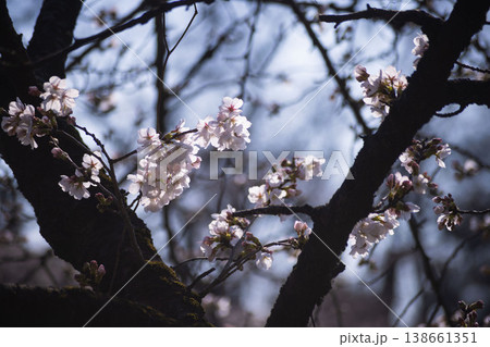 満開のソメイヨシノ【春イメージ】 138661351