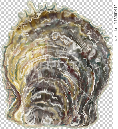 Pearl oyster_Akoya oyster_Akoya oyster 138661415