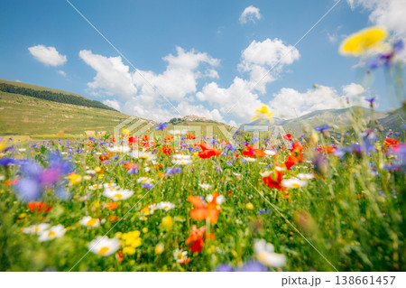 landscape in bloom, flowering in Castelluccio - Umbria, Italy. landscape in bloom, flowering in Castelluccio - Umbria, Italy. 138661457