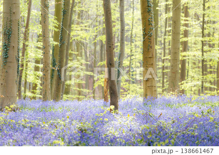 Forest floor carpeted with blooming bluebells 138661467
