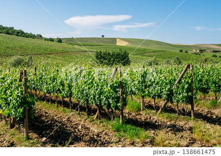 Rolling Chianti vineyards under a blue sky with a lone tree on the horizon 138661475