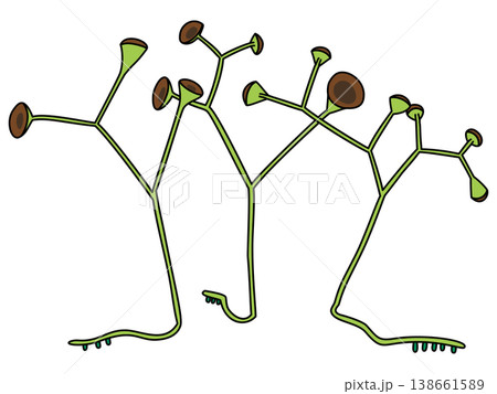 ポップなクックソニア・ペルトーニのイラスト ポップなクックソニア・ペルトーニのイラスト 138661589