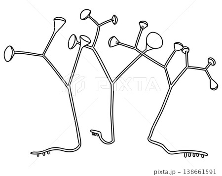 ポップなクックソニア・ペルトーニのイラスト ポップなクックソニア・ペルトーニのイラスト 138661591
