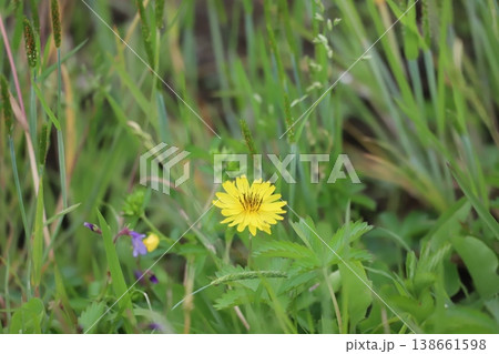 春の草地に咲くオオジシバリの黄色い花 138661598