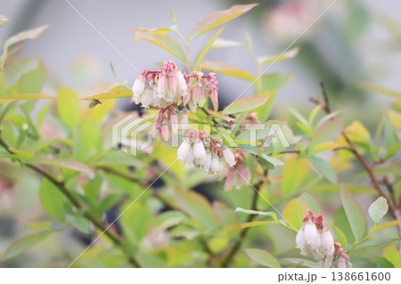壺形の白い花を咲かせるツツジ科植物 壺形の白い花を咲かせるツツジ科植物 138661600