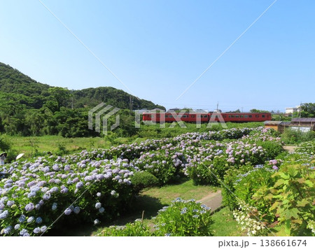 青空と紫陽花の中を横切る山陰本線の電車 青空と紫陽花の中を横切る山陰本線の電車 138661674