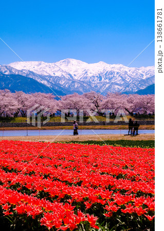赤いチューリップ畑と桜並木（縦） 138661781