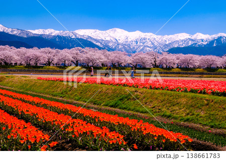 赤いチューリップ畑と桜並木 赤いチューリップ畑と桜並木 138661783