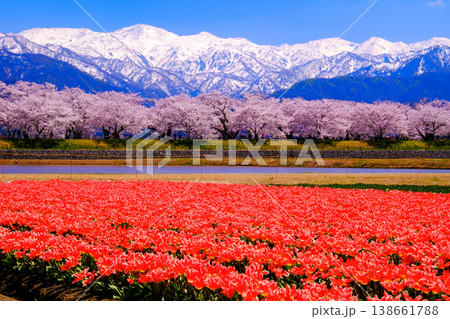赤いチューリップと桜と雪山 138661788
