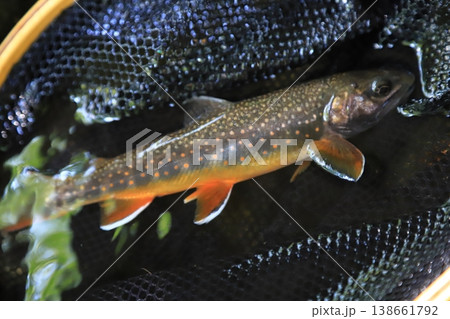 北海道の渓流魚　夏のオショロコマ 138661792