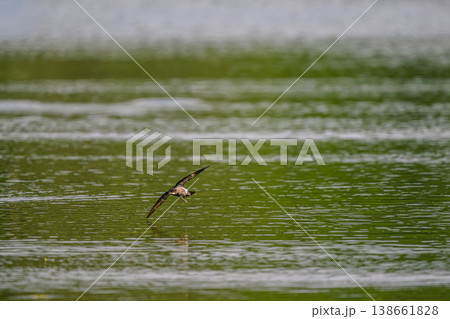 水平飛行最速のハリオアマツバメ 水平飛行最速のハリオアマツバメ 138661828