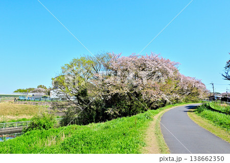 春桜が咲く 多摩川と利水施設二ヶ領宿河原堰 春桜が咲く 多摩川と利水施設二ヶ領宿河原堰 138662350