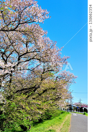 春桜が咲く 多摩川と利水施設二ヶ領宿河原堰 春桜が咲く 多摩川と利水施設二ヶ領宿河原堰 138662354
