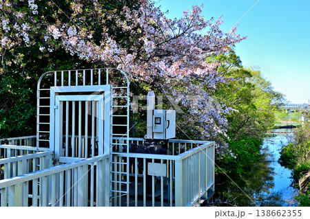 春桜が咲く 多摩川と利水施設二ヶ領宿河原堰 春桜が咲く 多摩川と利水施設二ヶ領宿河原堰 138662355