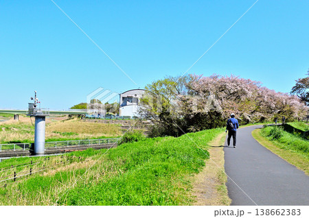 春桜が咲く　多摩川と利水施設二ヶ領宿河原堰 138662383