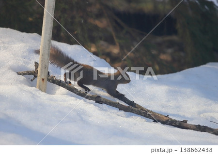 早春の森　雪残る森でエサを探すエゾリス 138662438