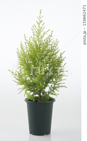 ゴールドクレストの鉢植え ゴールドクレストの鉢植え 138662471