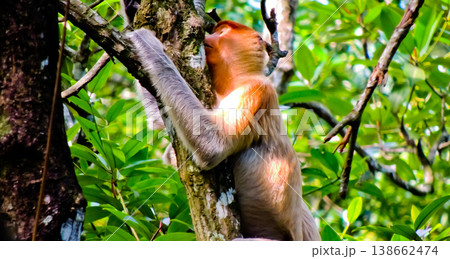 view of proboscis monkeys in the wild view of proboscis monkeys in the wild 138662474