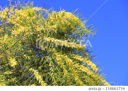 アカシア・フロリブンダ or フロリバンダ（柳葉アカシア）　 138662734