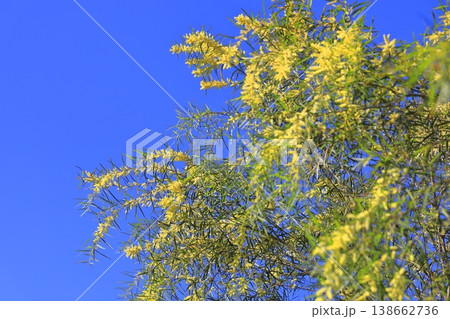 アカシア・フロリブンダ or フロリバンダ（柳葉アカシア）　 138662736