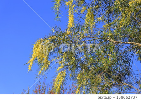 アカシア・フロリブンダ or フロリバンダ（柳葉アカシア）　 138662737