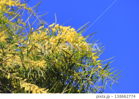 アカシア・フロリブンダ or フロリバンダ（柳葉アカシア）　 138662774