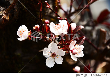 ベニバスモモの花 ベニバスモモの花 138662843
