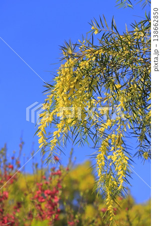 アカシア・フロリブンダ or フロリバンダ（柳葉アカシア）　　　　　 138662850