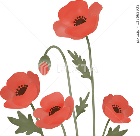 Soft watercolor style illustration of red poppy flowers with delicate petals and slender green stems Soft watercolor style illustration of red poppy flowers with delicate petals and slender green stems 138662935