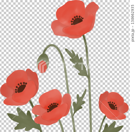 Soft watercolor style illustration of red poppy flowers with delicate petals and slender green stems Soft watercolor style illustration of red poppy flowers with delicate petals and slender green stems 138662935