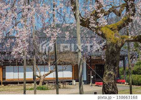 豊岡市出石町にある家老屋敷の庭に咲く枝垂れ桜 豊岡市出石町にある家老屋敷の庭に咲く枝垂れ桜 138663168