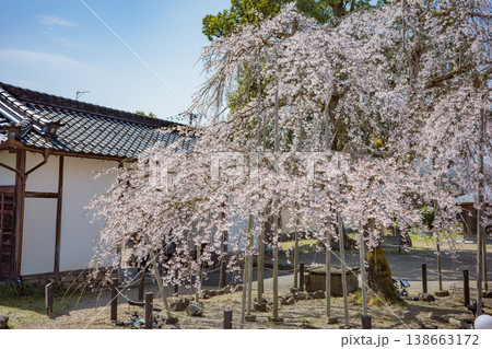 豊岡市出石町にある家老屋敷の庭に咲く枝垂れ桜 豊岡市出石町にある家老屋敷の庭に咲く枝垂れ桜 138663172