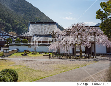 豊岡市出石町にある家老屋敷の庭に咲く枝垂れ桜 豊岡市出石町にある家老屋敷の庭に咲く枝垂れ桜 138663197