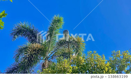 Tropical Palm Tree and Street Lamp under a Clear Blue Sky. Low angle shot of a vibrant green palm tree and lush foliage with a street lamp fixture partially hidden by fronds against a solid bright blu 138663199