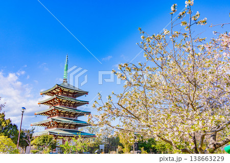 (静岡県)香貫山・香陵台、満開の桜に覆われた慰霊平和塔 (静岡県)香貫山・香陵台、満開の桜に覆われた慰霊平和塔 138663229