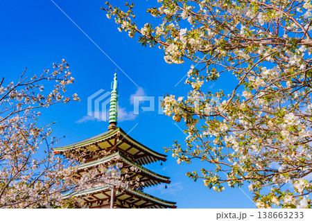 (静岡県)香貫山・香陵台、満開の桜に覆われた慰霊平和塔 (静岡県)香貫山・香陵台、満開の桜に覆われた慰霊平和塔 138663233