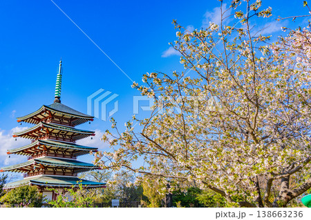 （静岡県）香貫山・香陵台、満開の桜に覆われた慰霊平和塔 138663236